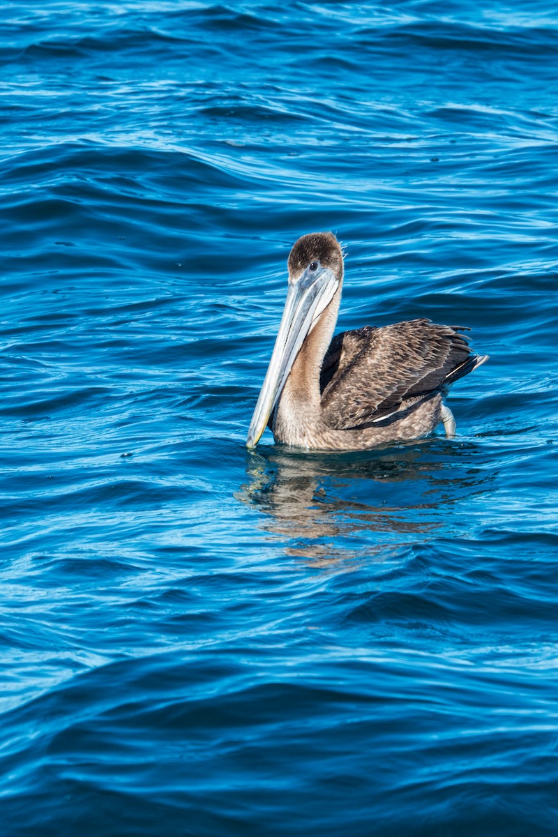 pelikán hnědý - ML614039738