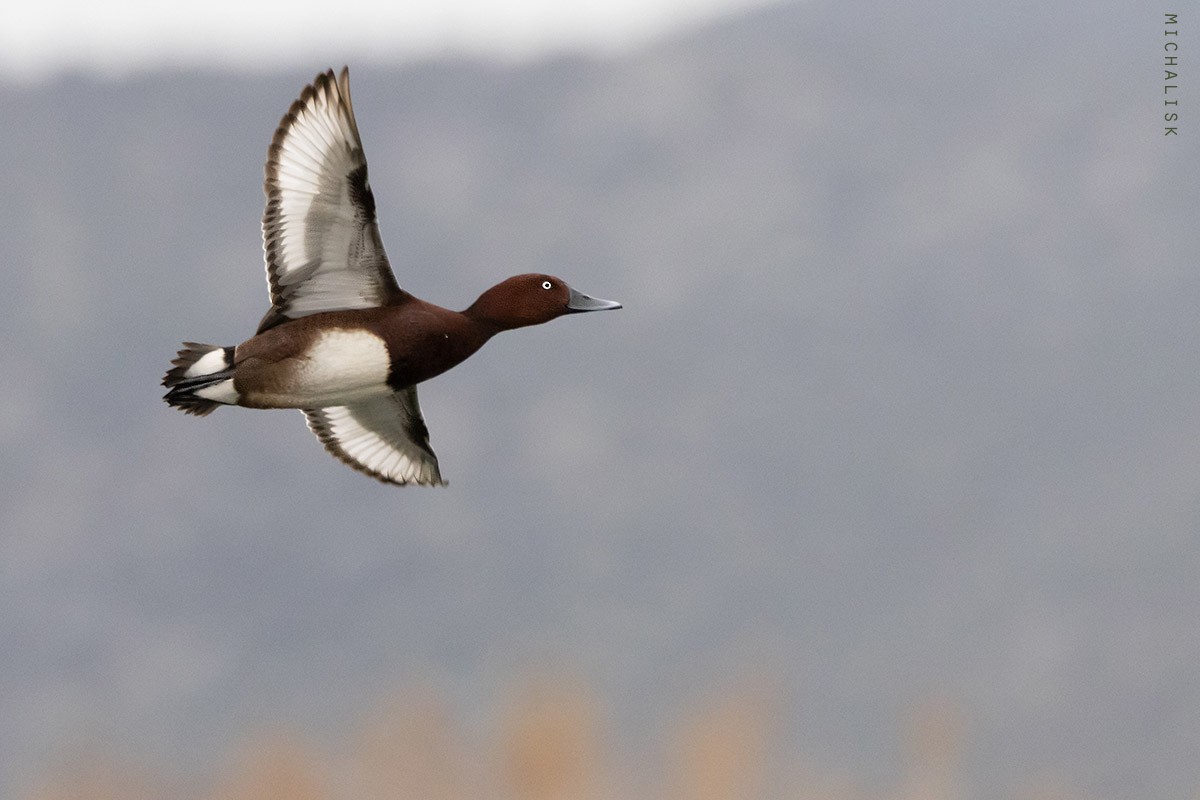 Ferruginous Duck - Michalis Kotsakis