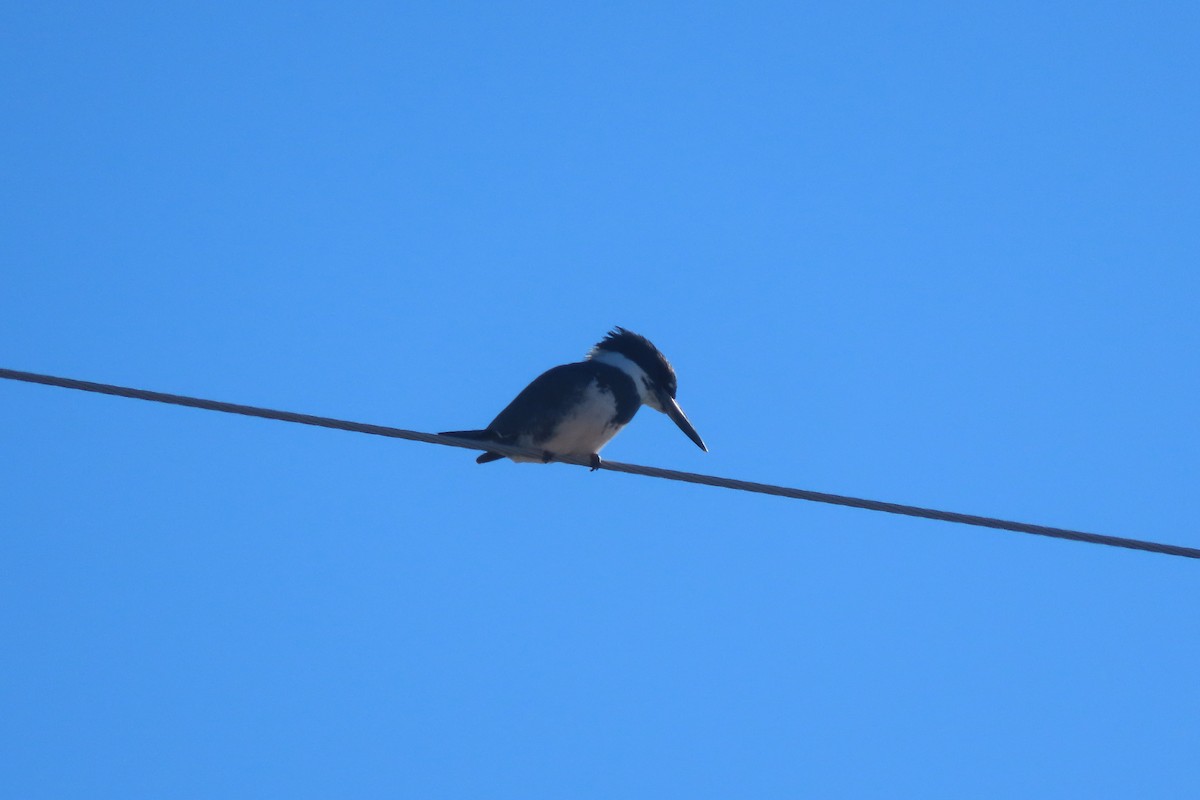 Belted Kingfisher - ML614039763