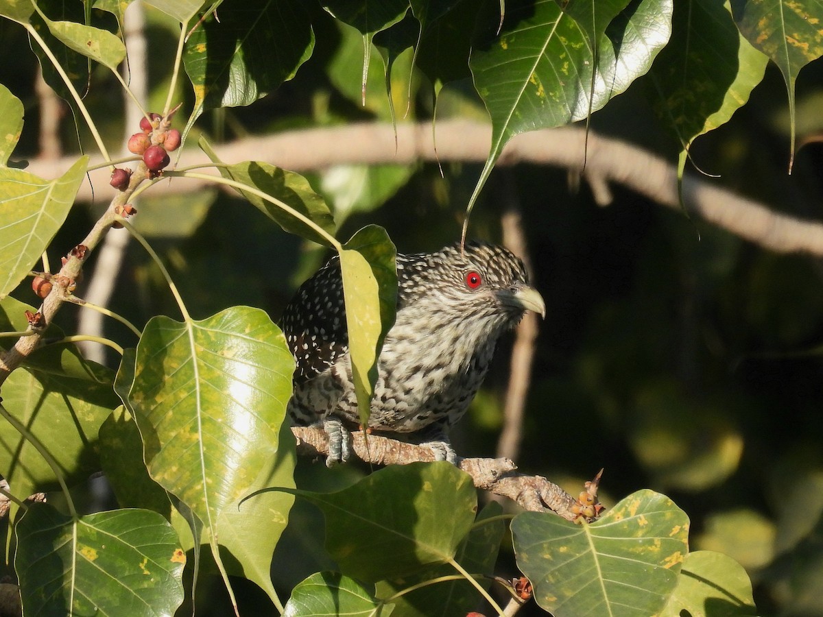 Asian Koel - ML614039764