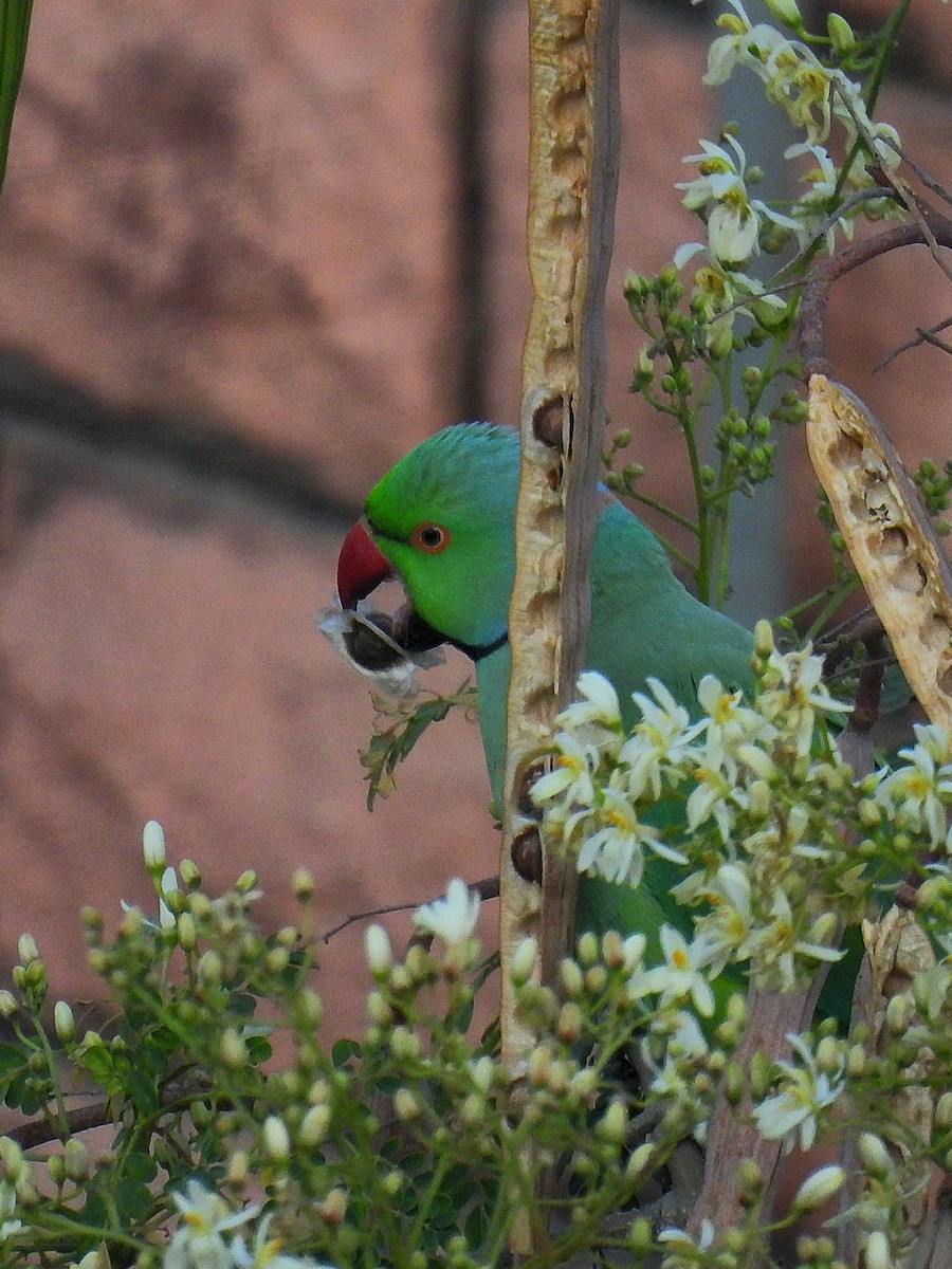 Rose-ringed Parakeet - ML614039767