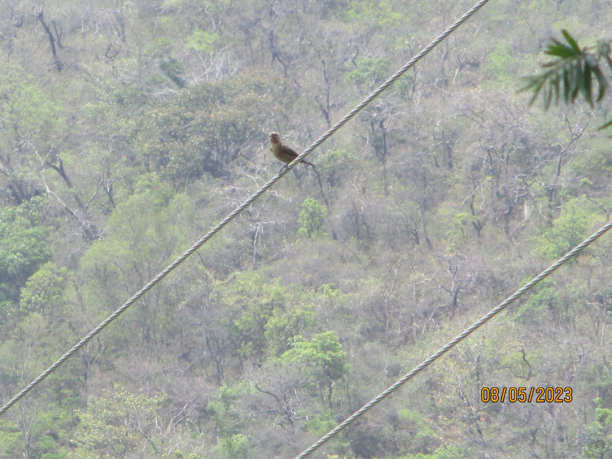 Brown Rock Chat - ML614039775