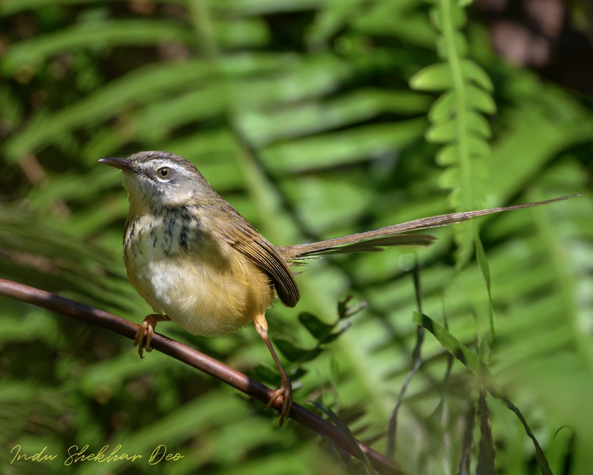 Hill Prinia - Indu Shekhar Deo