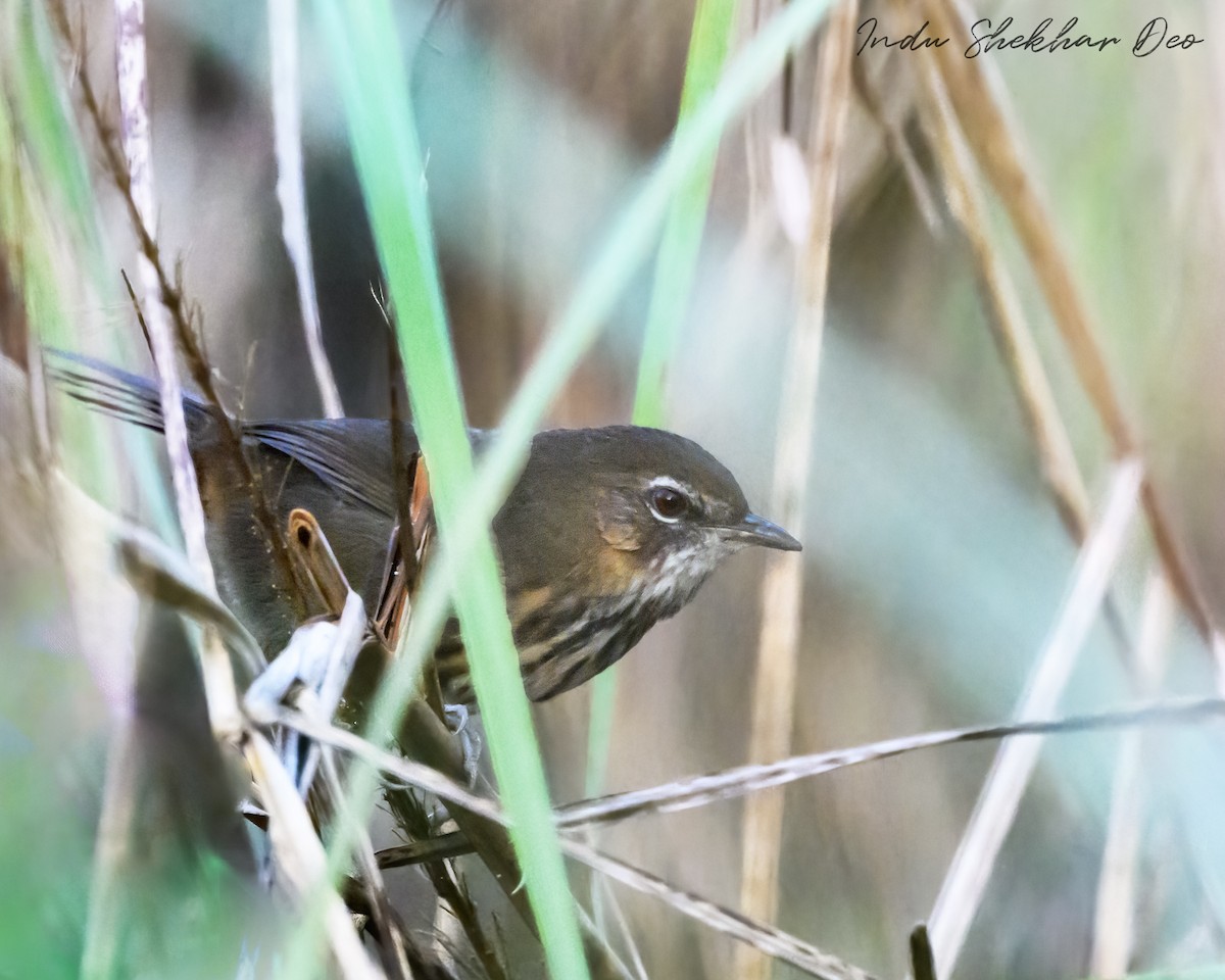 Marsh Babbler - ML614039866