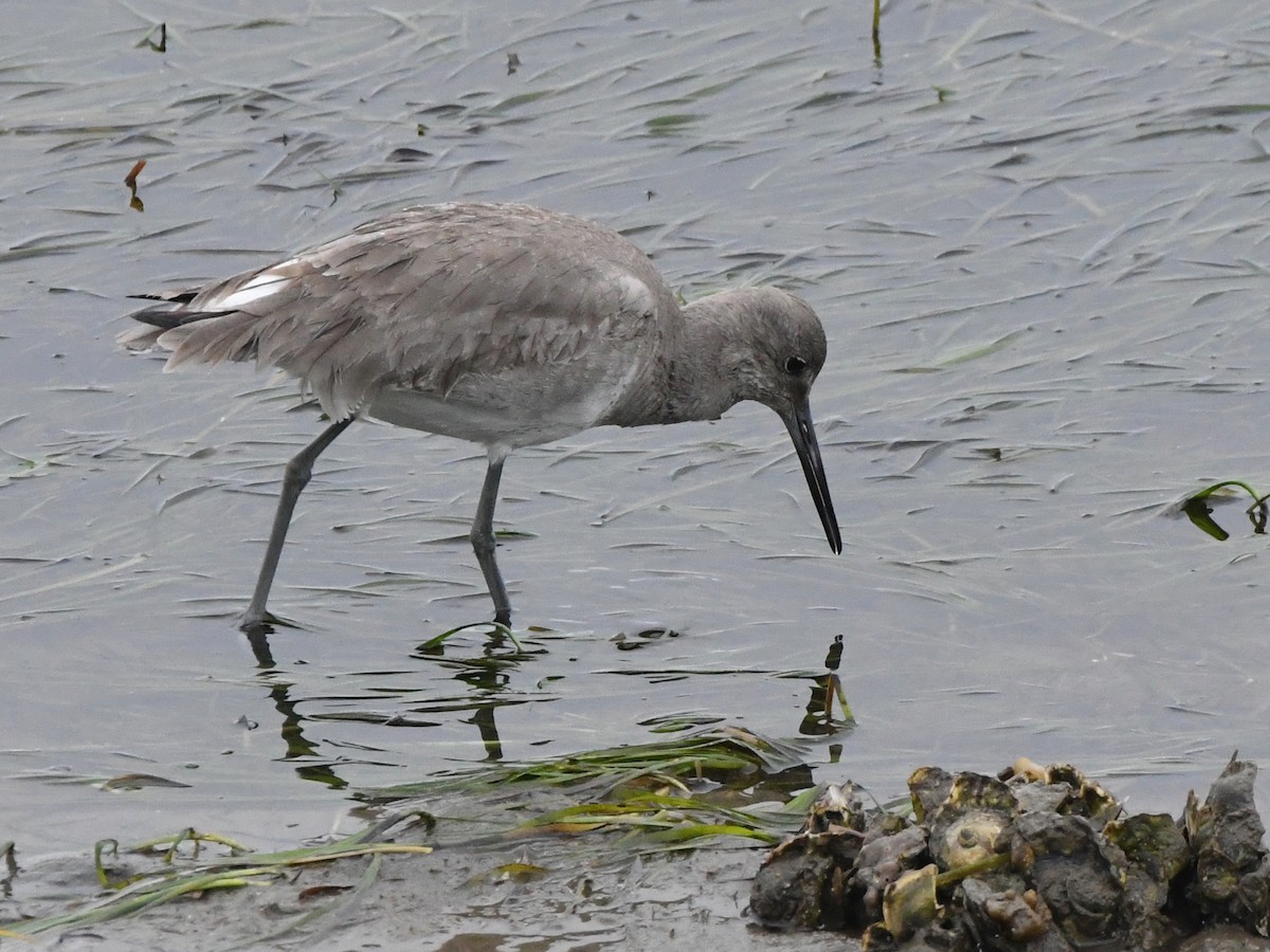 Willet - ML614040068