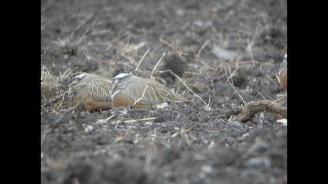 Eurasian Dotterel - ML614040076