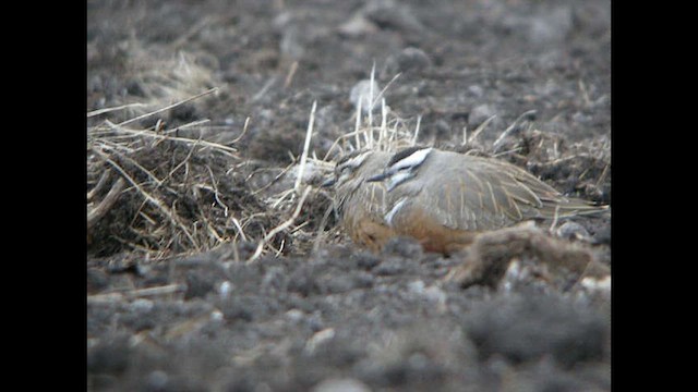 Eurasian Dotterel - ML614040078