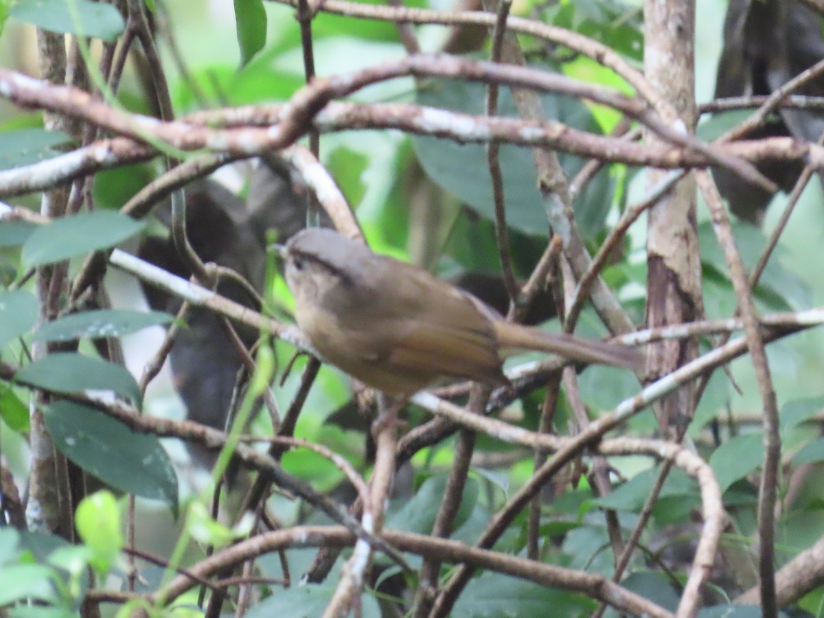 Brown-cheeked Fulvetta - ML614040087