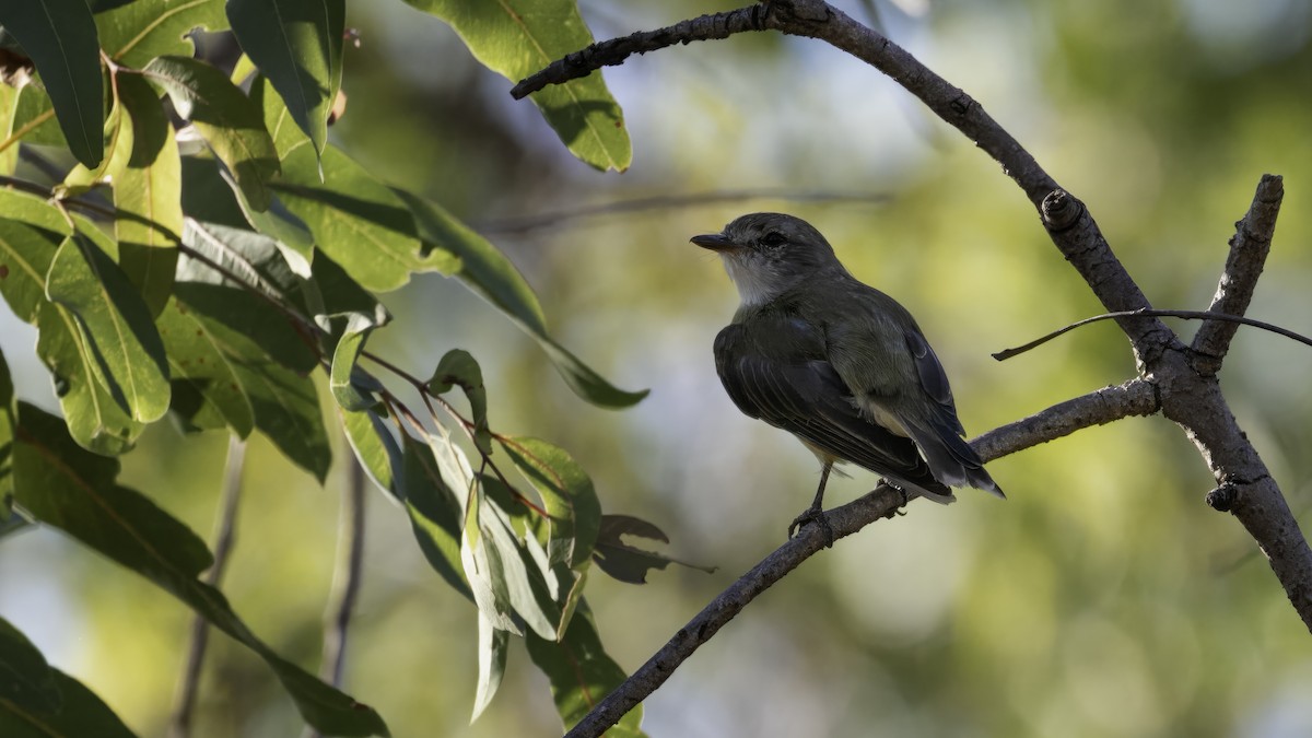 Lemon-bellied Flyrobin (Lemon-bellied) - ML614040089