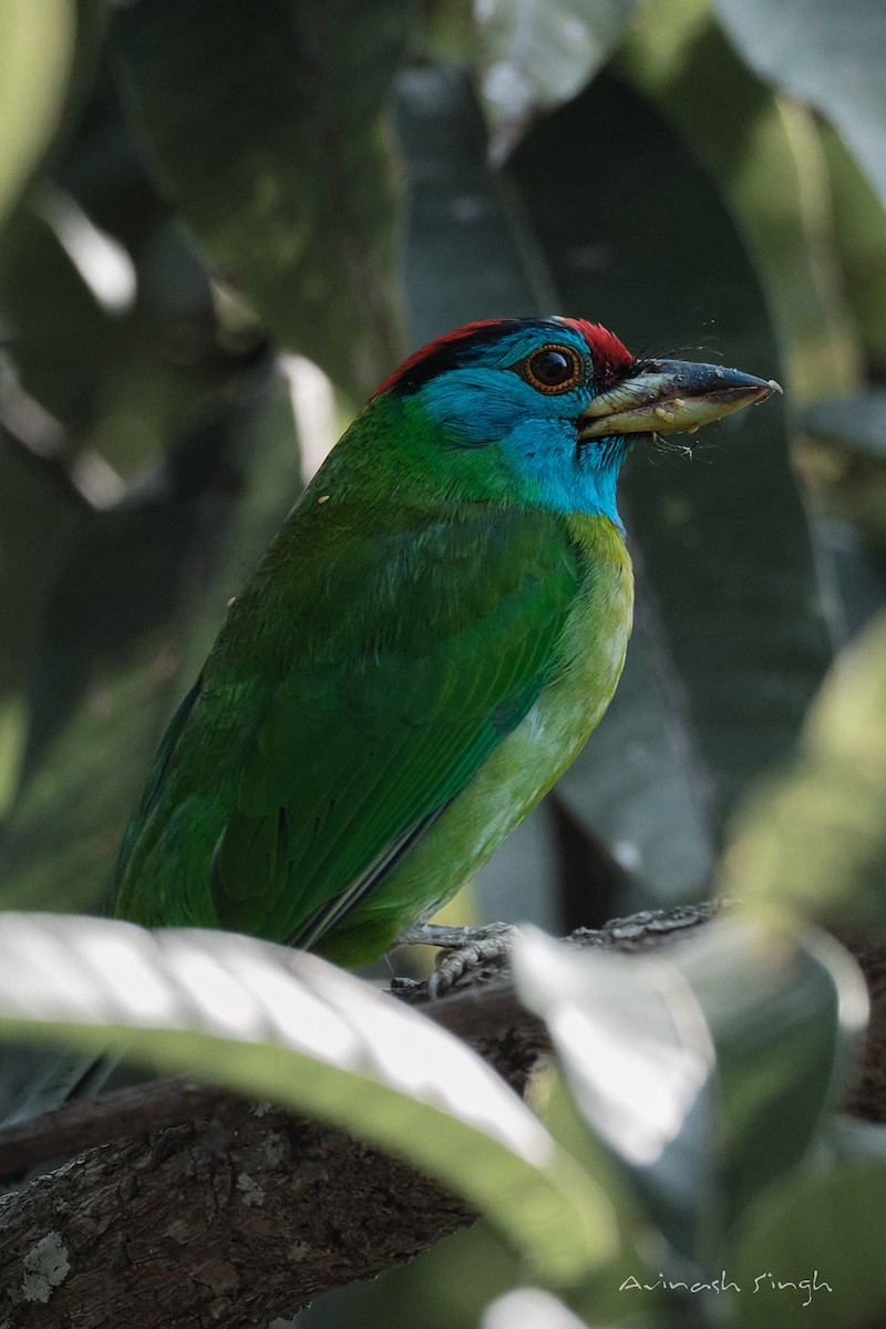 Blauwangen-Bartvogel - ML614040098