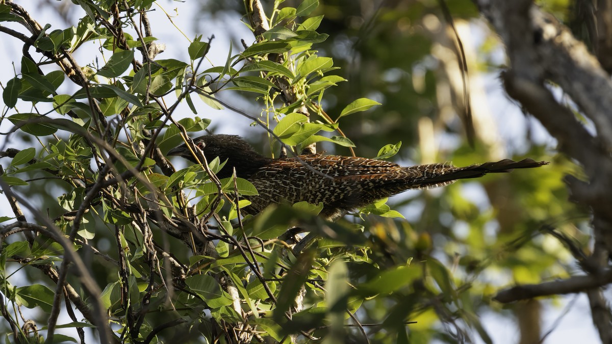 Pheasant Coucal (Pheasant) - Markus Craig