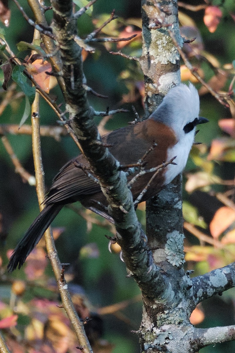 White-crested Laughingthrush - ML614040108