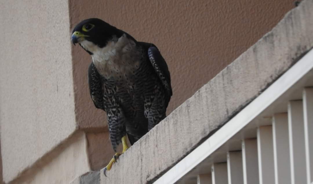Peregrine Falcon - ML614040119