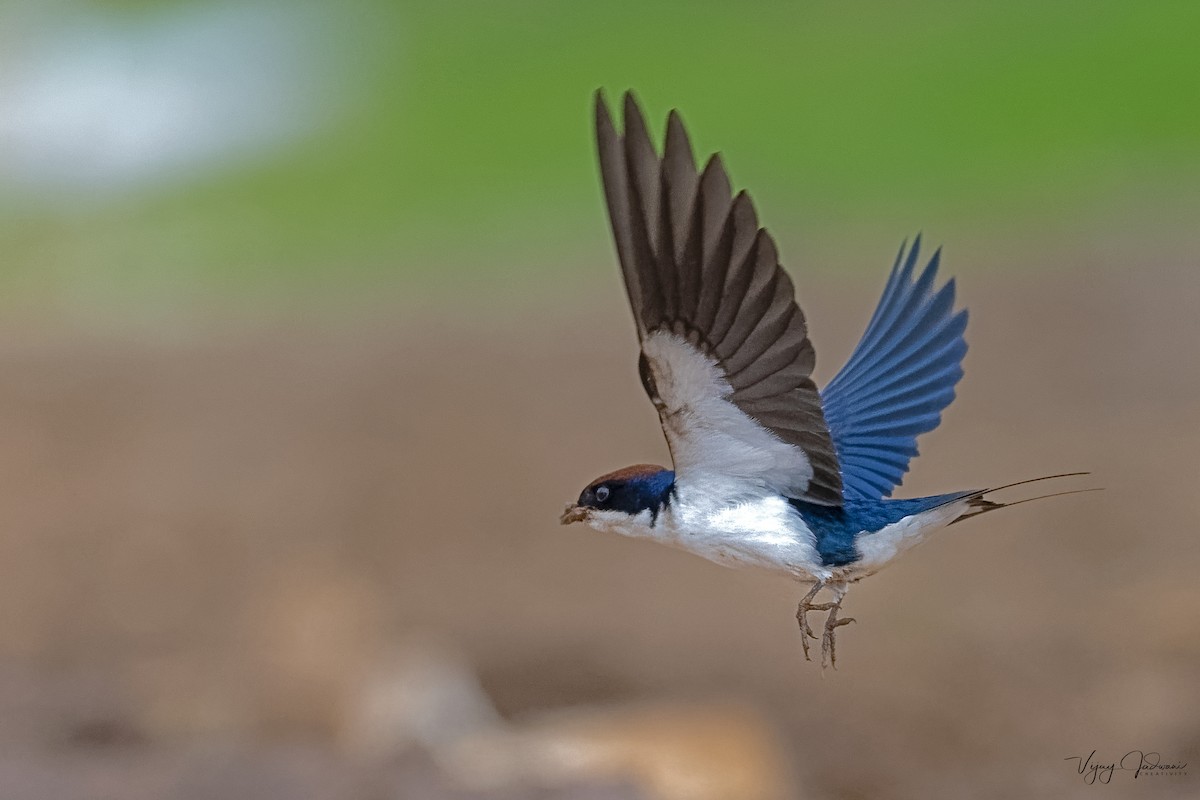 Wire-tailed Swallow - ML614040144