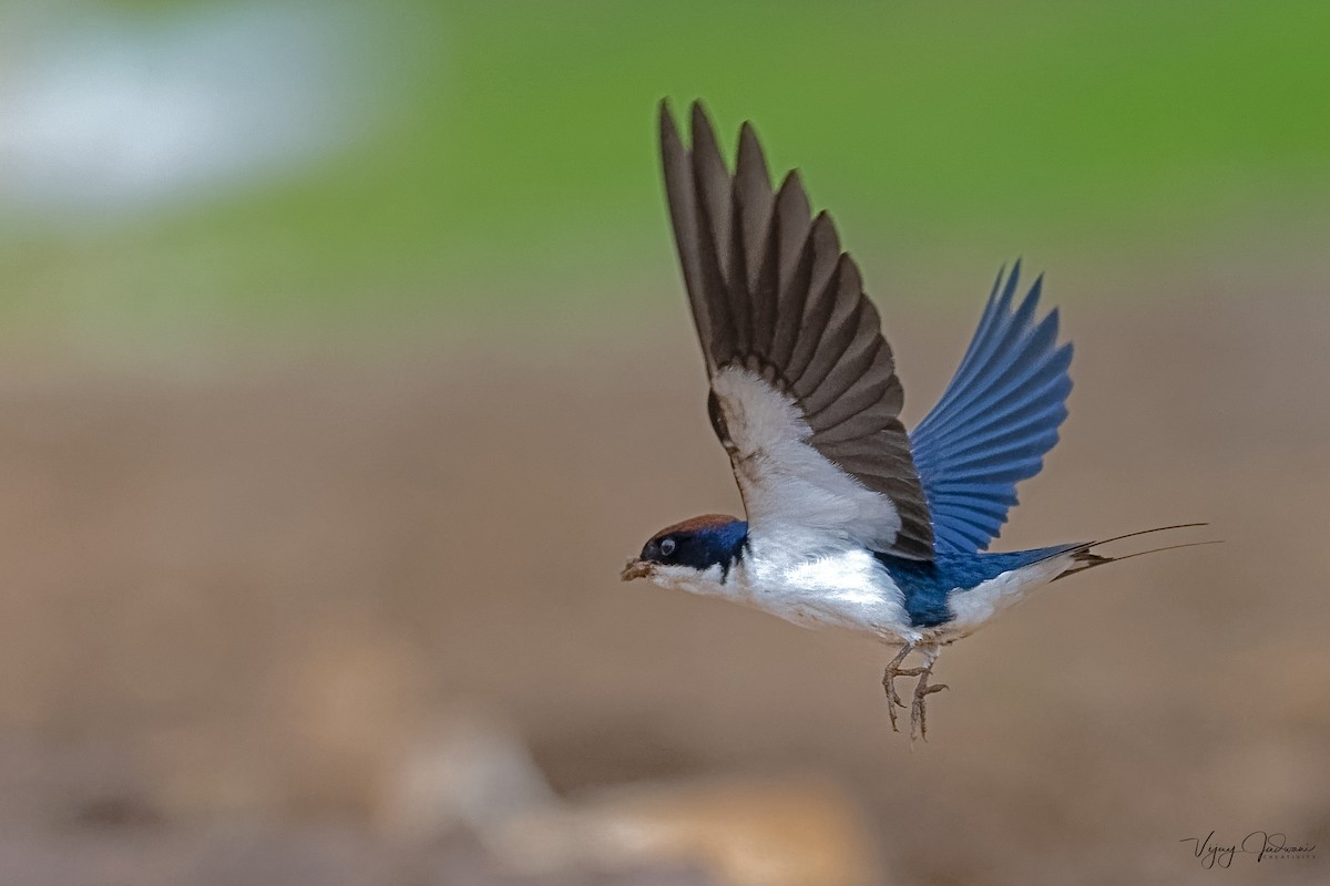 Golondrina Colilarga - ML614040144