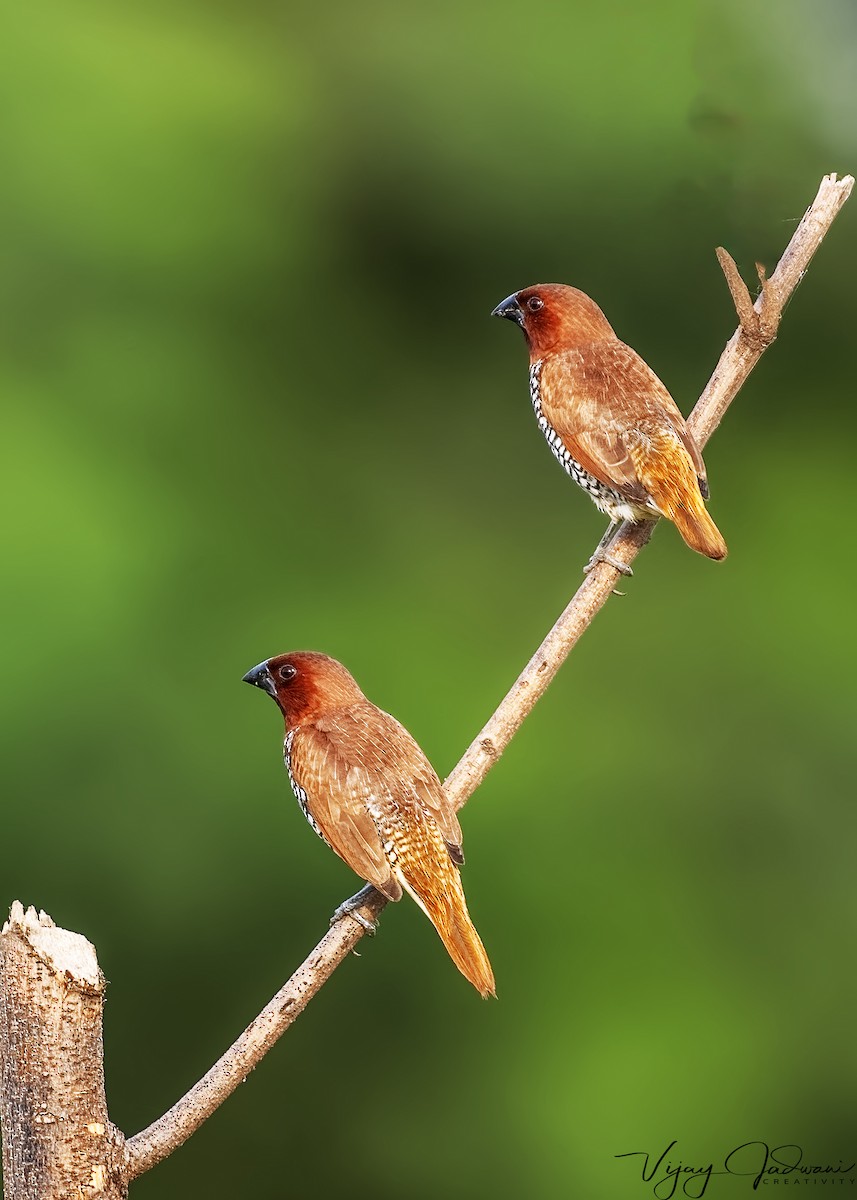 Scaly-breasted Munia - ML614040159