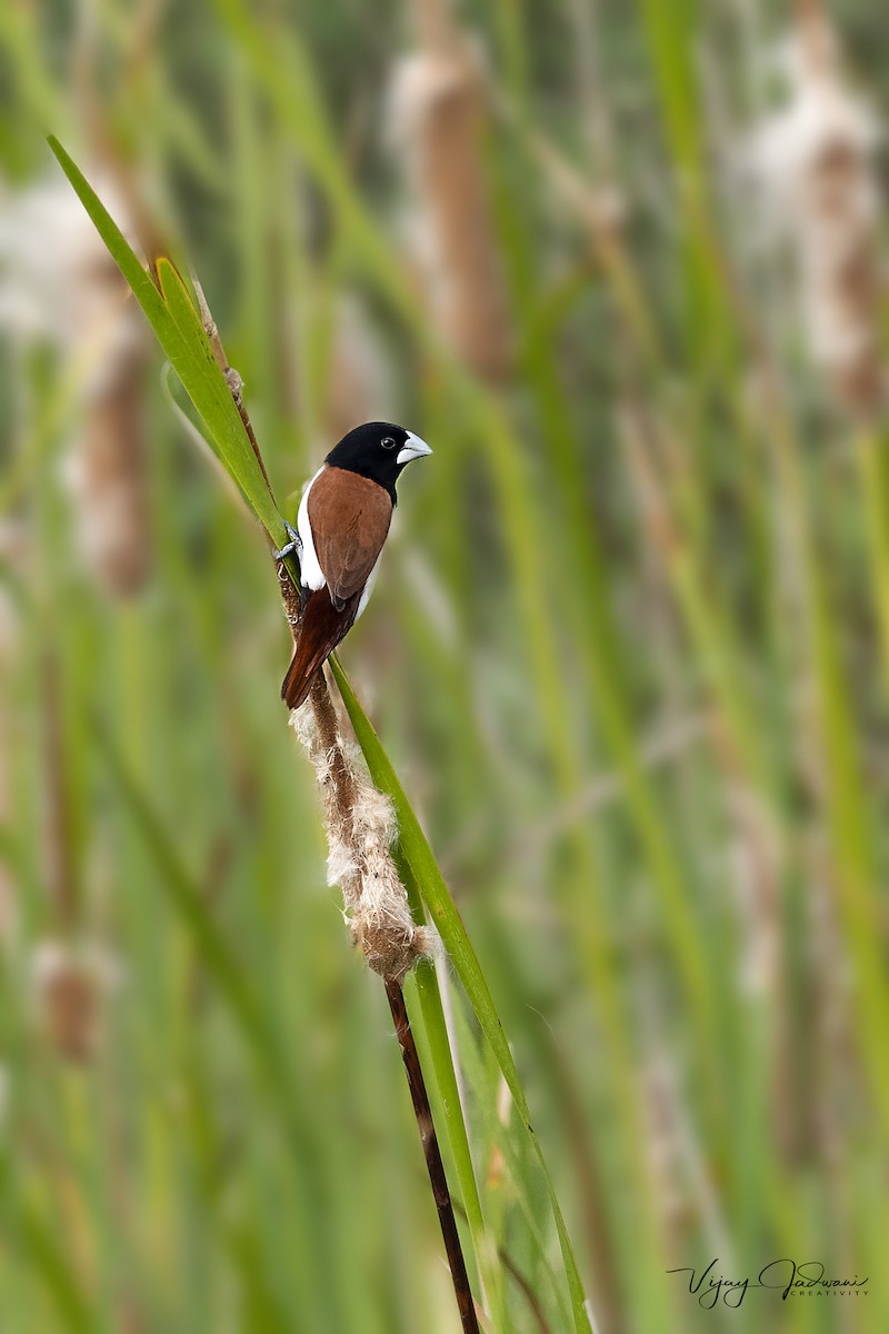 Tricolored Munia - ML614040165