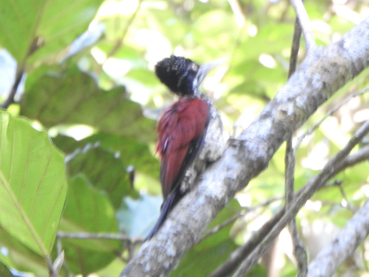 Crimson-backed Flameback - ML614040187