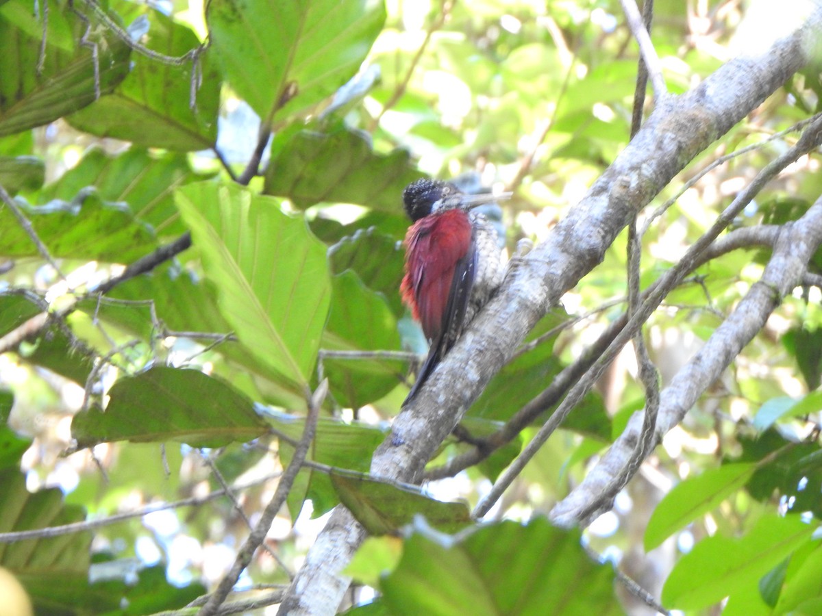 Crimson-backed Flameback - ML614040189