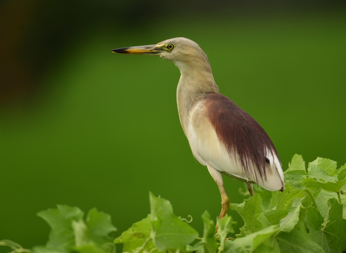 Indian Pond-Heron - ML614040193