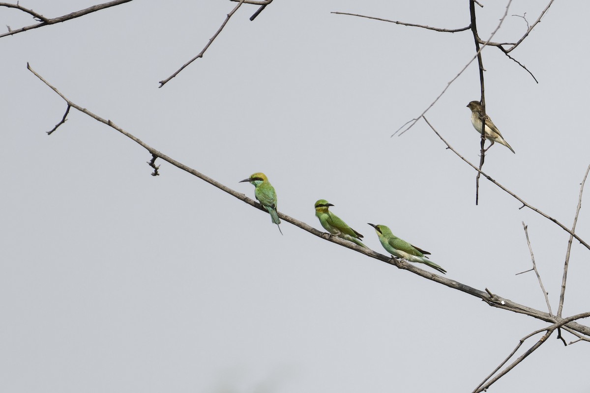 Asian Green Bee-eater - ML614040198