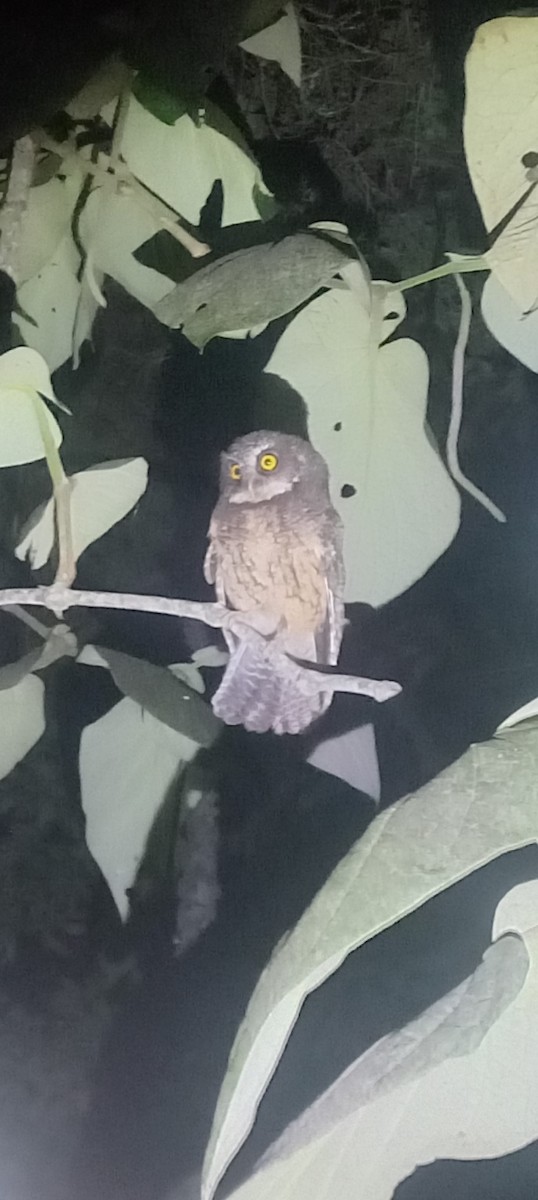 White-throated Screech-Owl - ML614040250