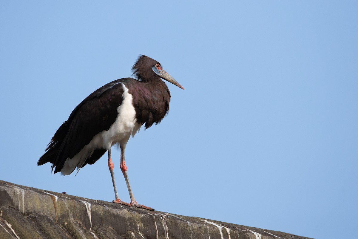 Abdim's Stork - ML614040254