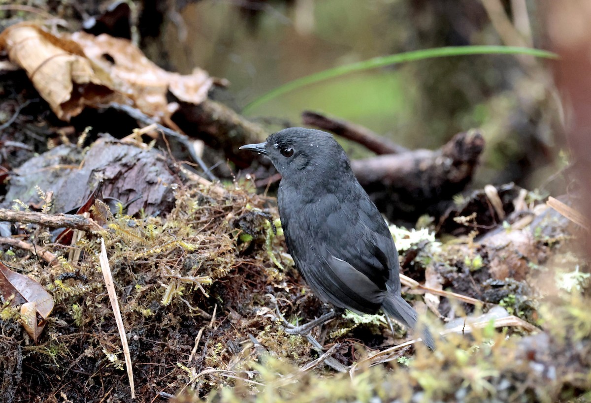 Boa Nova Tapaculo - Ciro Albano