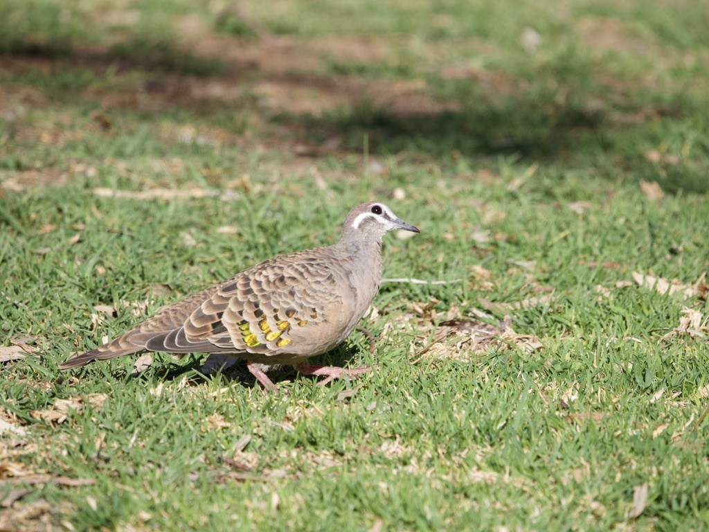 Common Bronzewing - ML614040301