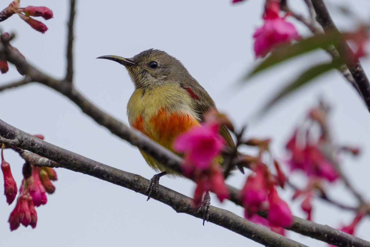 Mrs. Gould's Sunbird - ML614040303