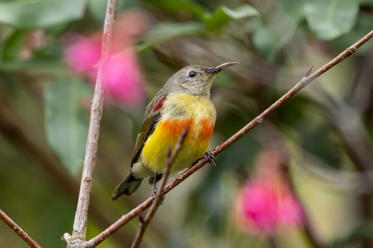 Mrs. Gould's Sunbird - ML614040305