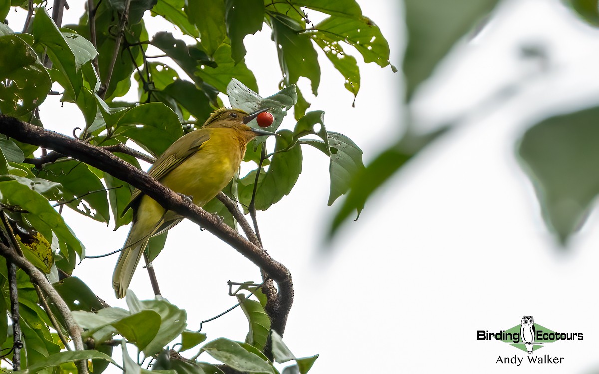 Yellowish Bulbul (Yellowish) - ML614040462