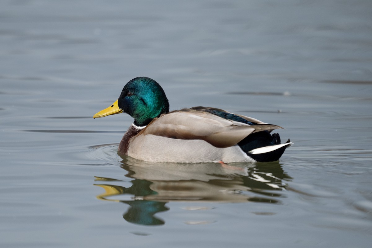 Canard colvert - ML614040481