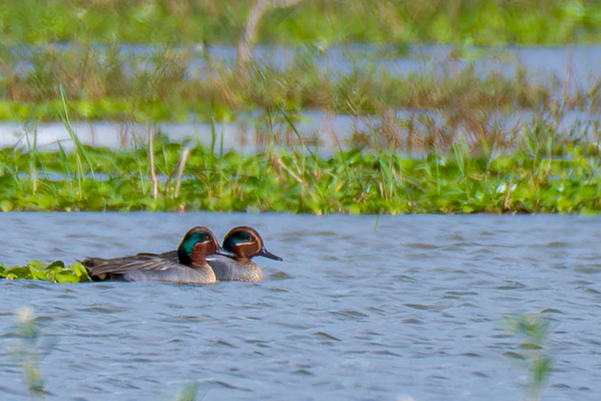 Green-winged Teal - ML614040513