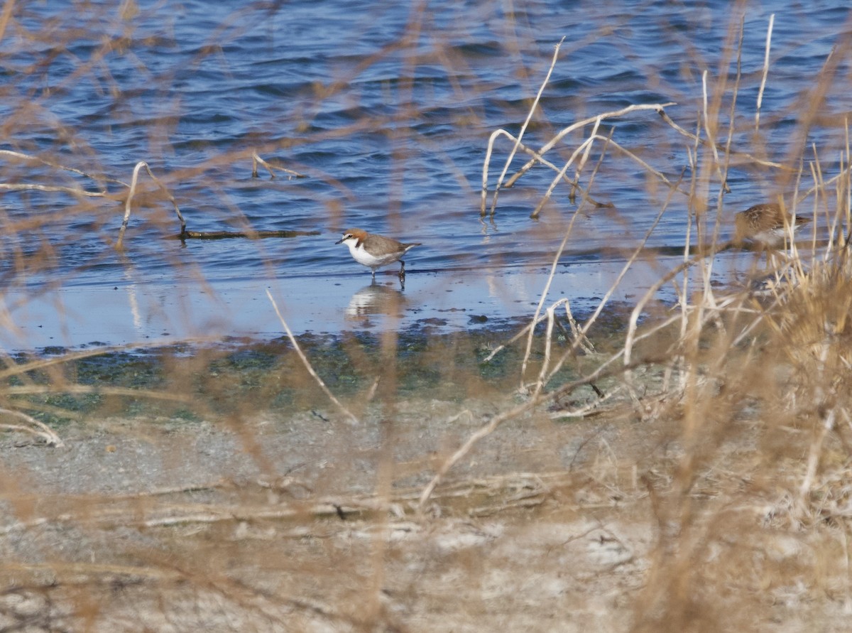 Red-capped Plover - ML614040514