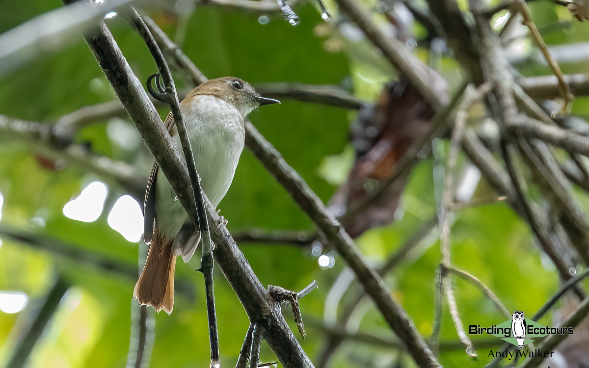 Chestnut-tailed Jungle Flycatcher (Philippine) - ML614040546