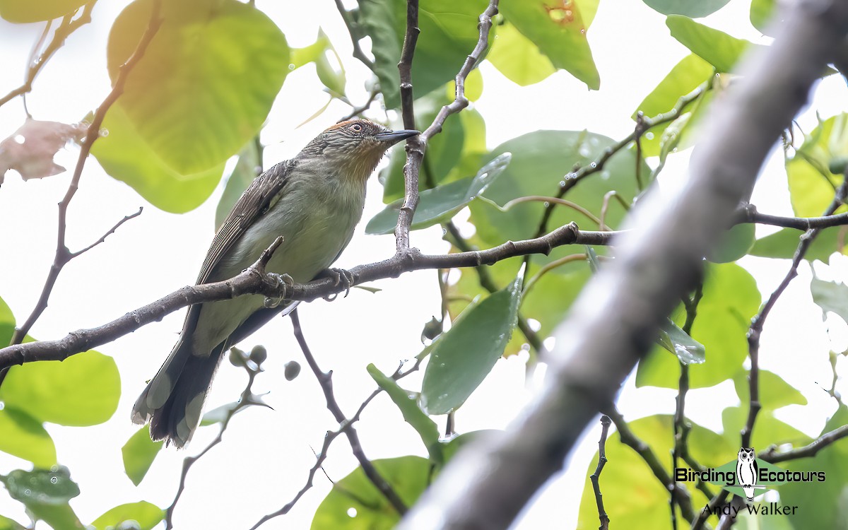 Rusty-crowned Babbler - Andy Walker - Birding Ecotours