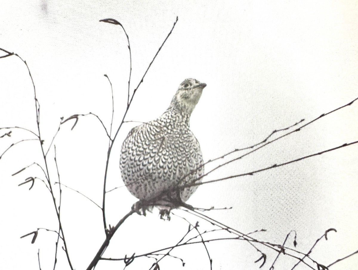 Sharp-tailed Grouse - ML614040586