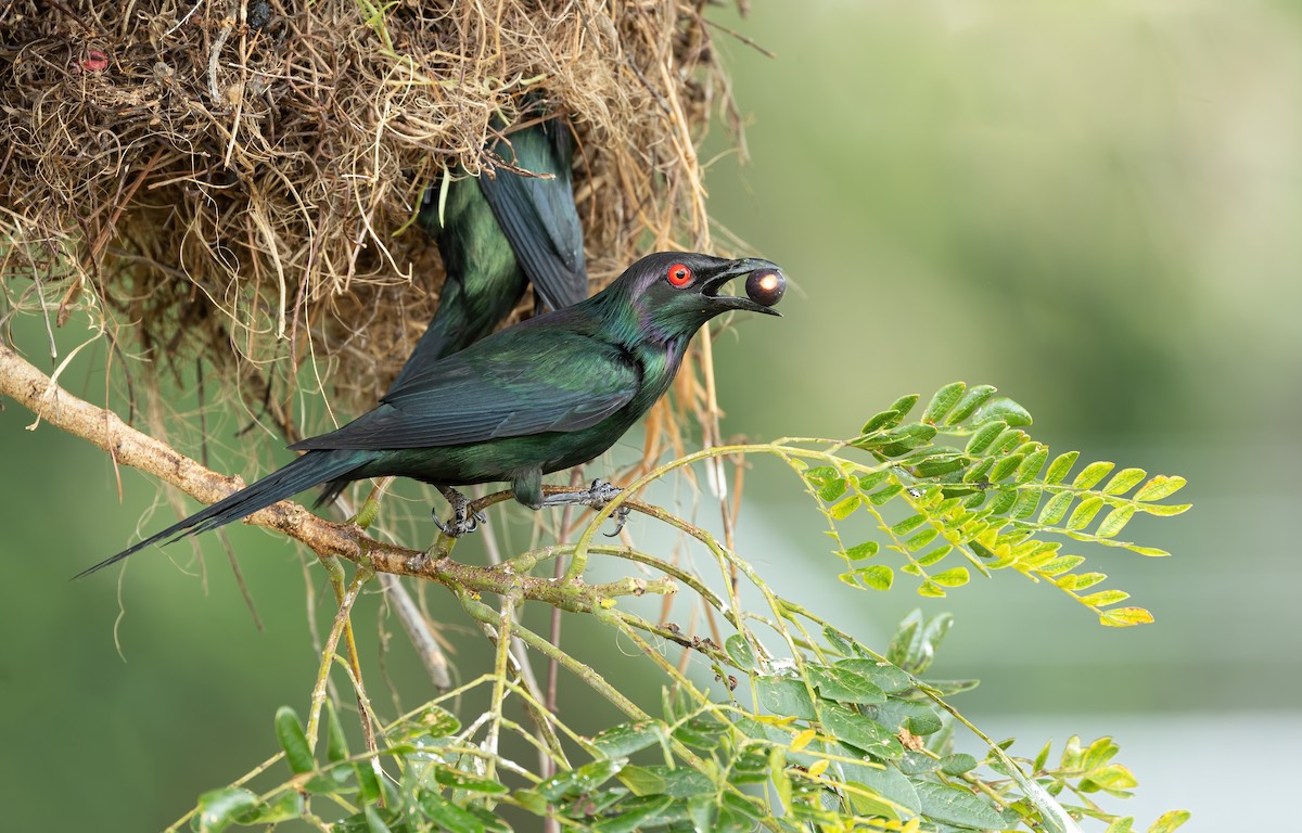Metallic Starling - ML614040634