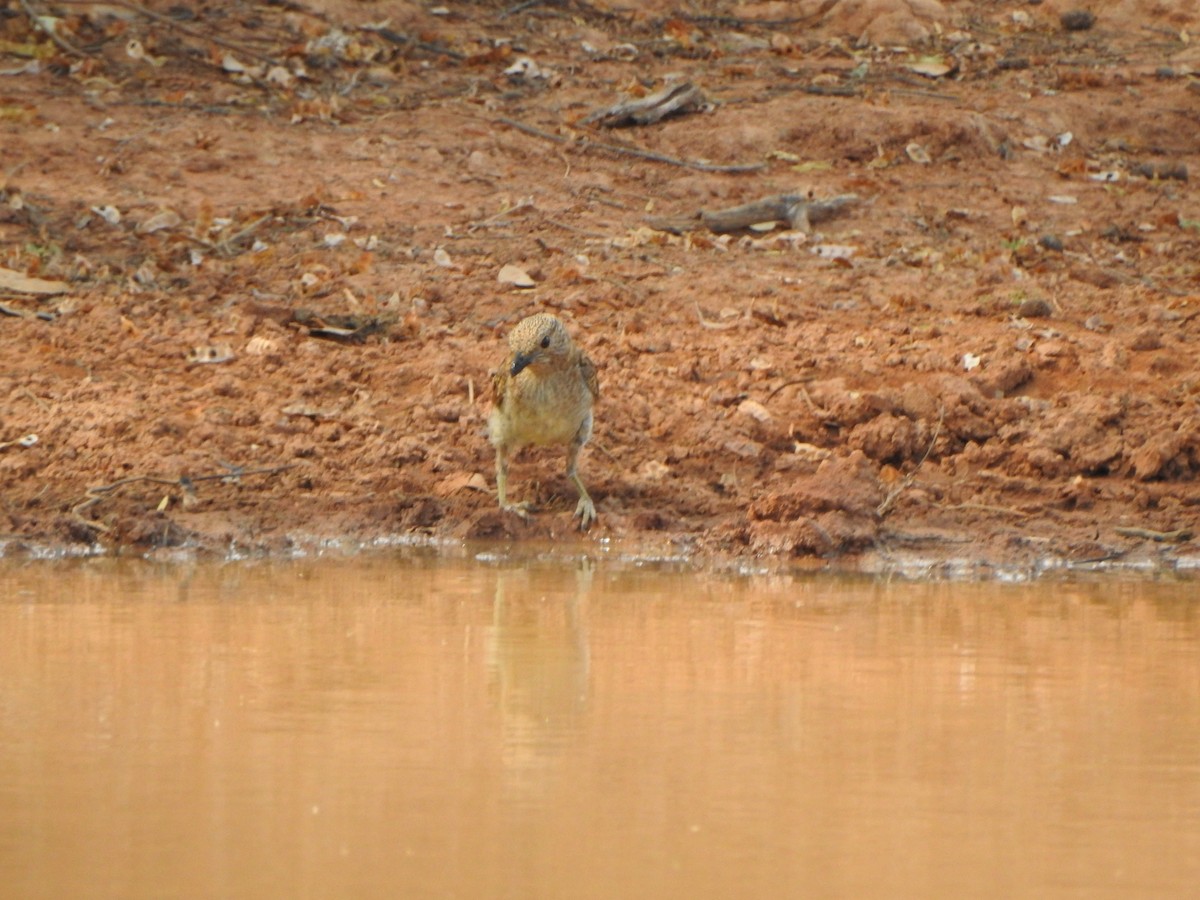 Spotted Bowerbird - ML614040641