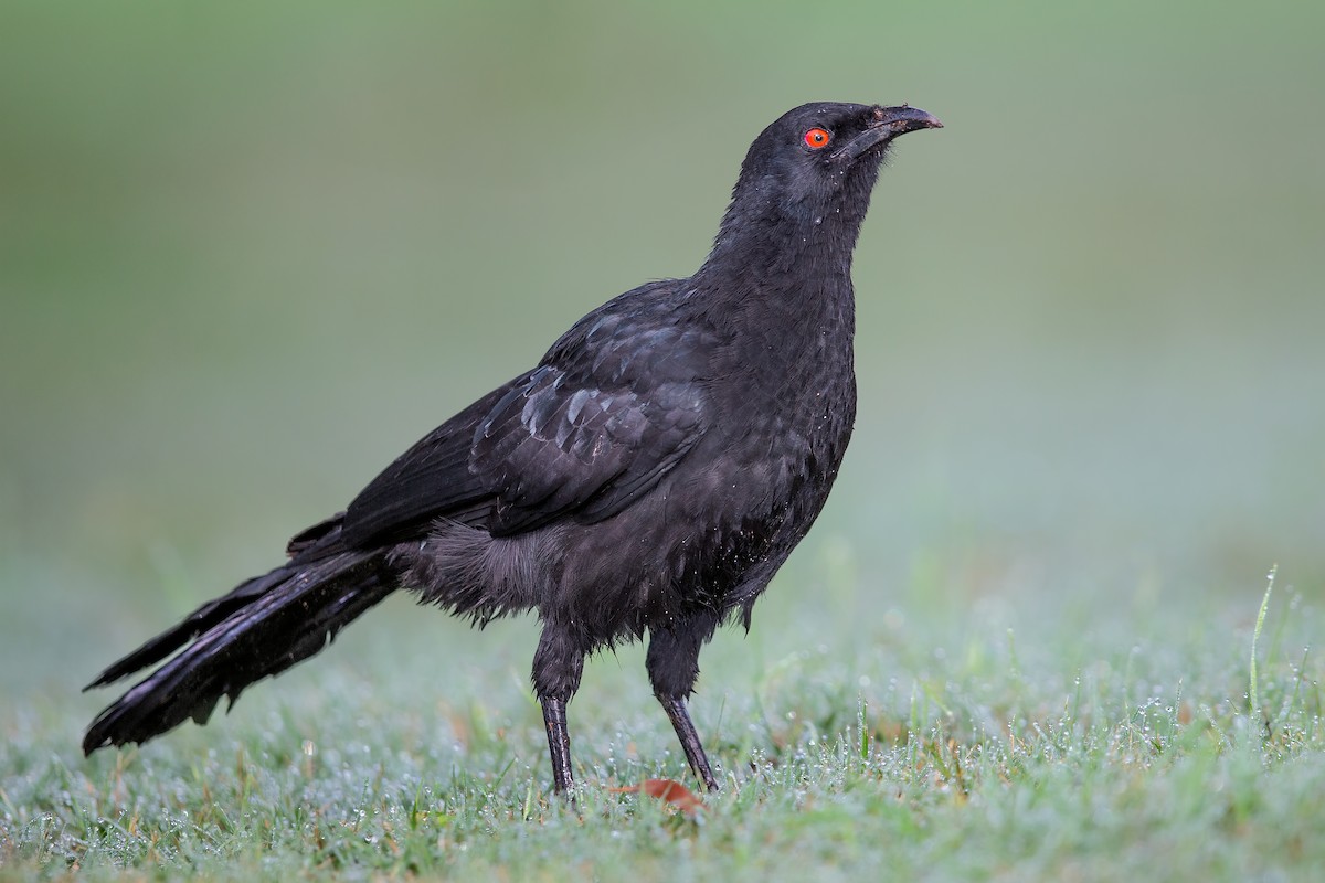 White-winged Chough - ML614040655