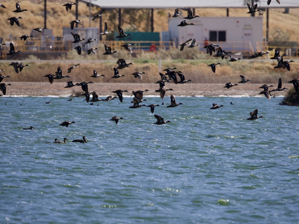 Pacific Black Duck - ML614040693