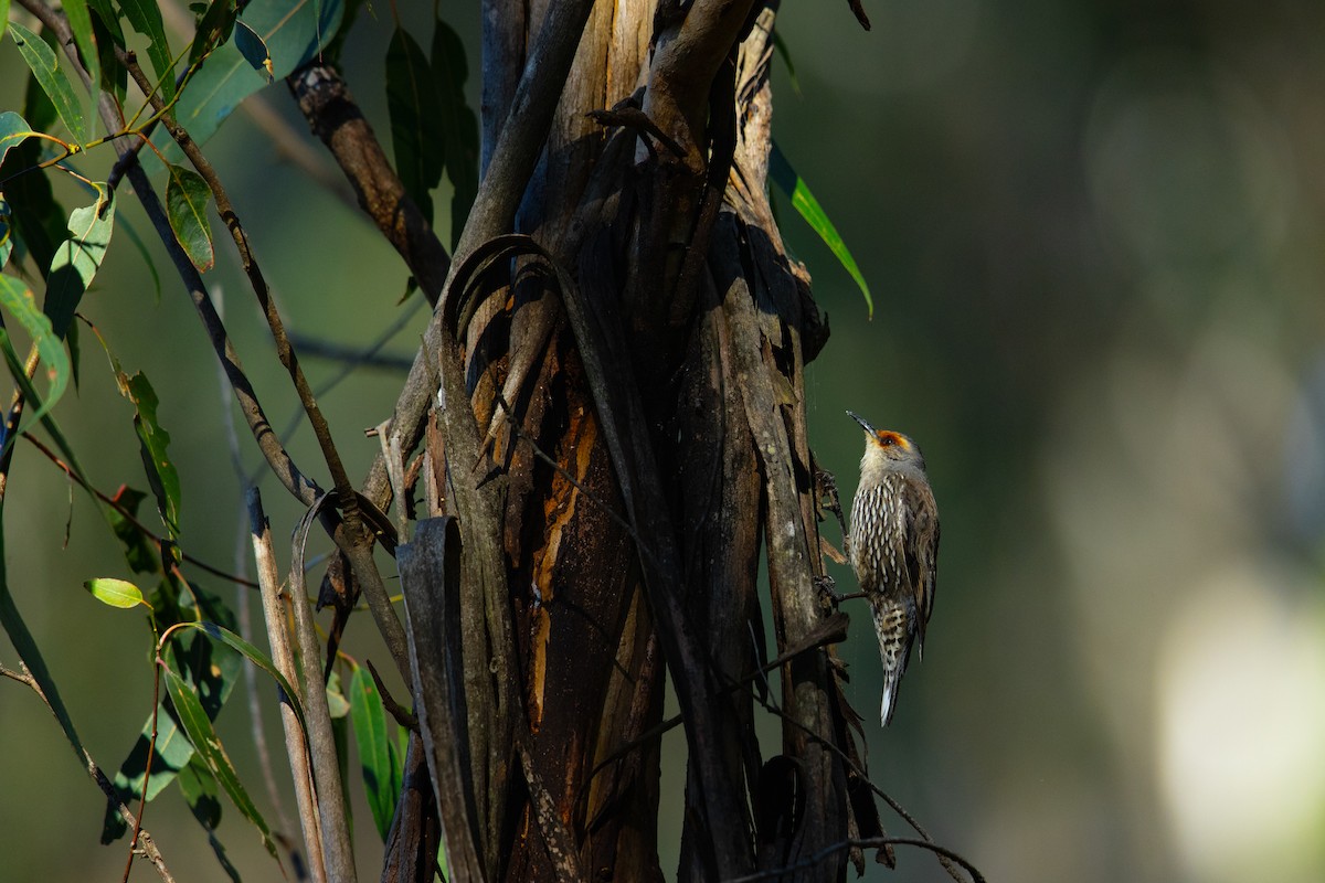 Red-browed Treecreeper - ML614040715