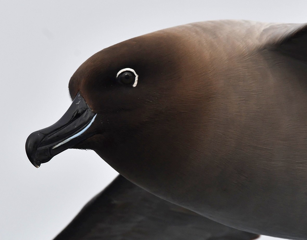 Graumantelalbatros - ML614040770