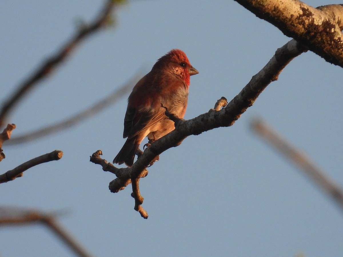 Common Rosefinch - Aparajita Datta