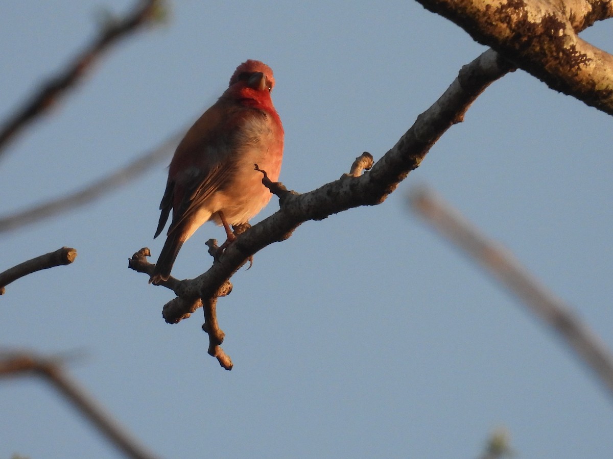 Common Rosefinch - Aparajita Datta