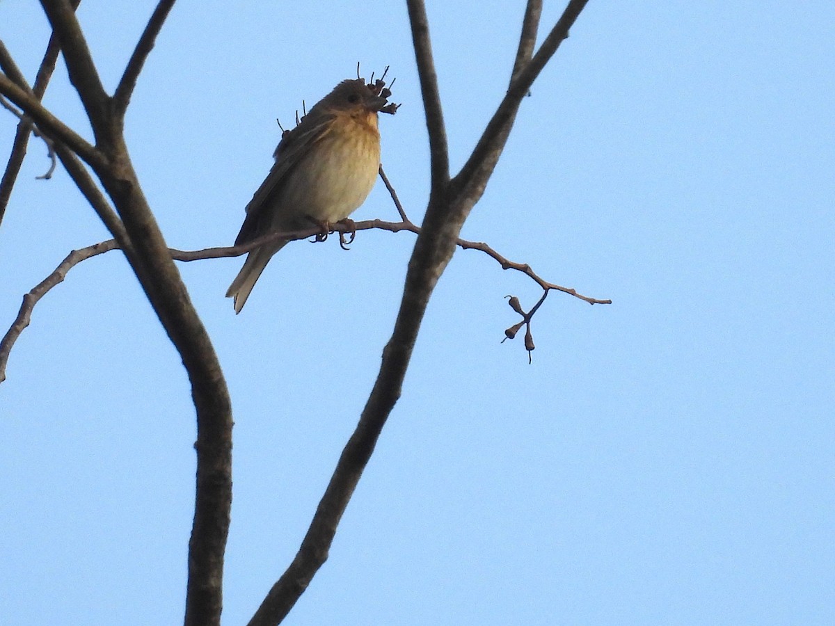 Common Rosefinch - ML614040804