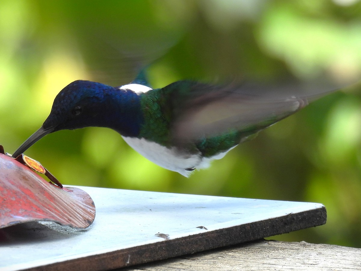 White-necked Jacobin - ML614040858