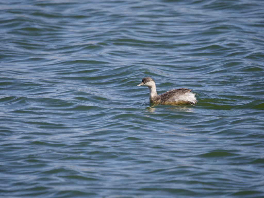 Hoary-headed Grebe - ML614040874