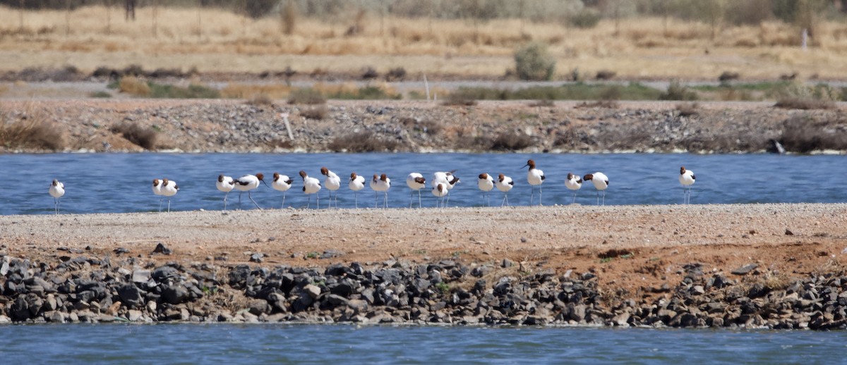 Avocette d'Australie - ML614040888